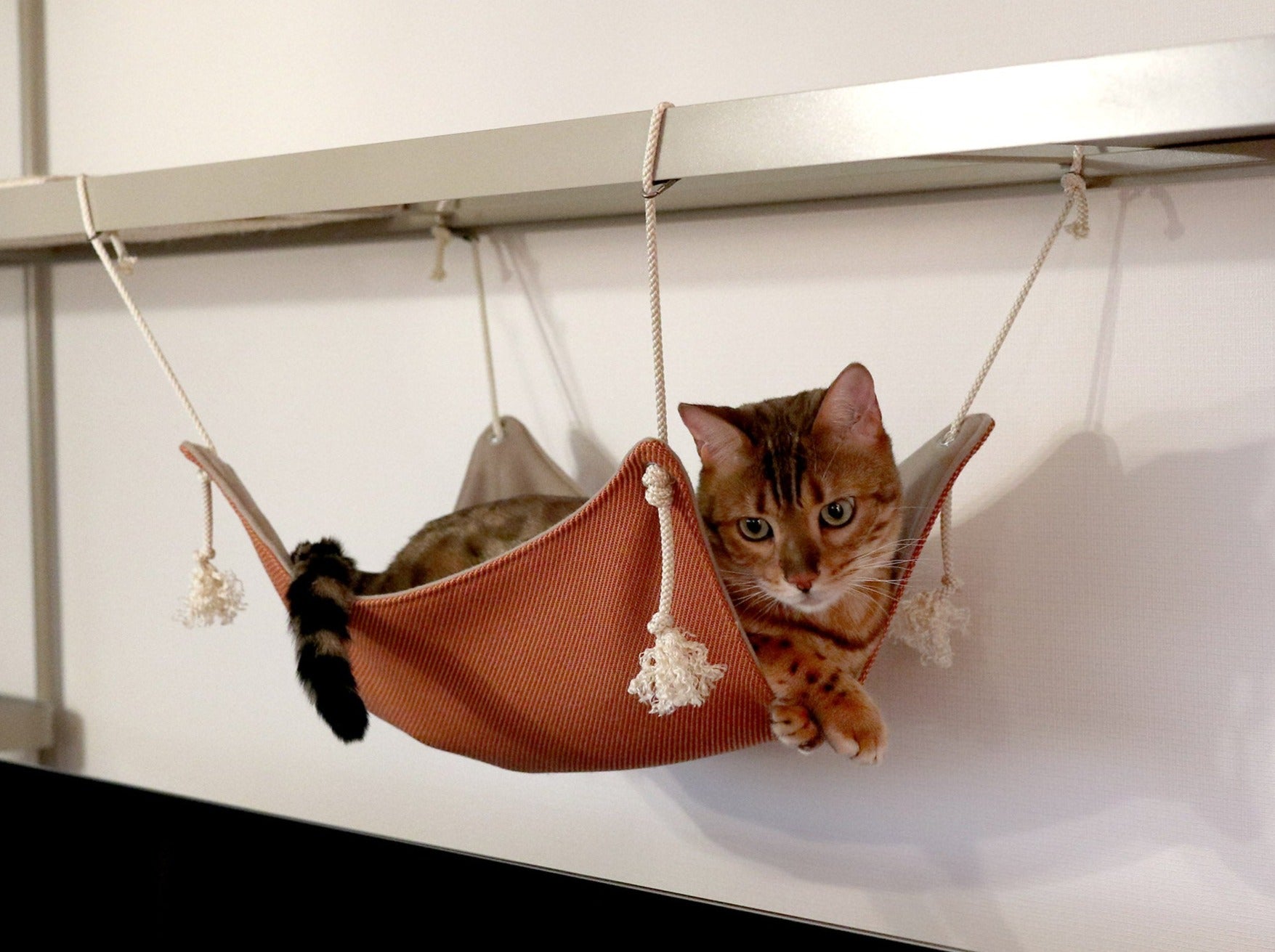 猫のハンモック 猫のハンモック – Zelt Bookstore